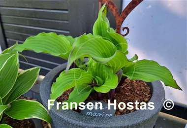 Hosta Aquamarine
