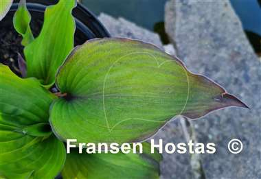 Hosta Aquamarine