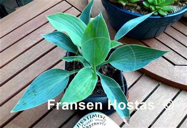 Hosta Aragorn