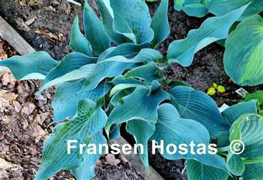 Hosta Aragorn