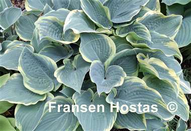 Hosta Arc de Triomphe