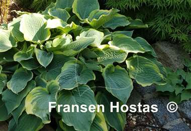 Hosta Arc de Triomphe