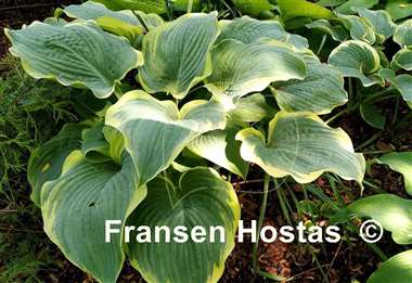 Hosta Arc de Triomphe
