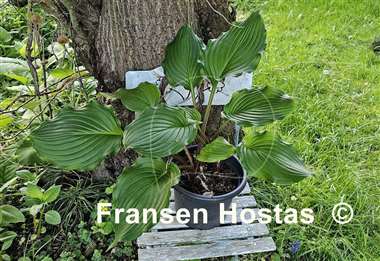 Hosta Armani