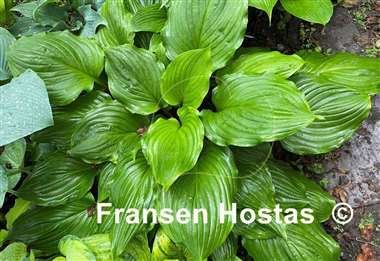 Hosta Armani