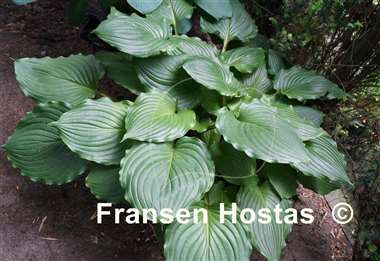 Hosta Armani