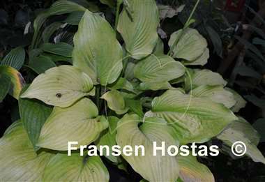 Hosta Arnold Black