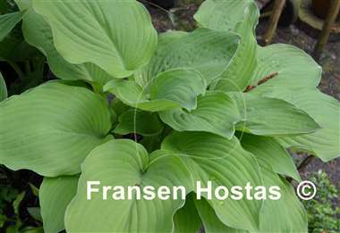 Hosta Arnold Black
