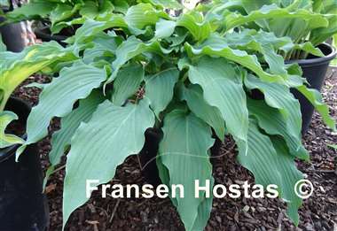 Hosta Asian Splash Mountain