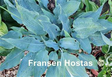 Hosta Astral Bliss