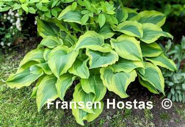 Hosta Atlantis