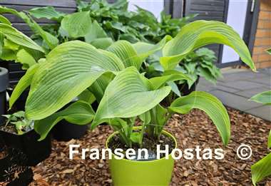 Hosta Atlantis
