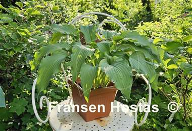 Hosta Atomic Elvis