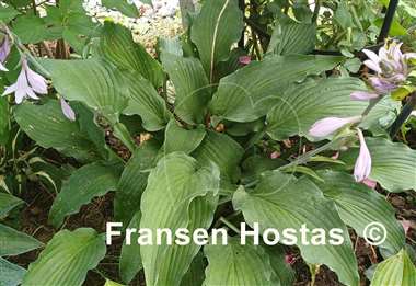 Hosta Atomic Elvis