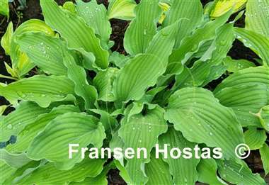 Hosta Atomic Elvis