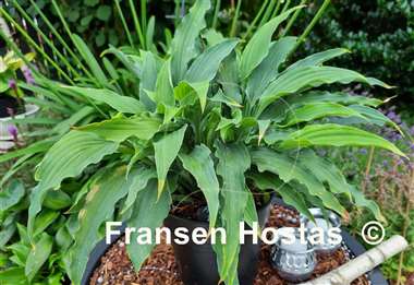 Hosta Atomic Elvis