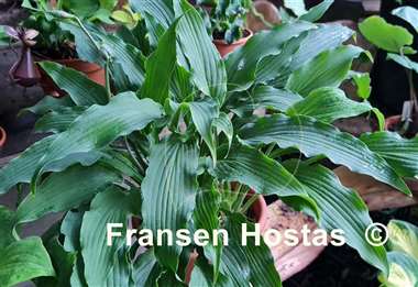Hosta Atomic Elvis