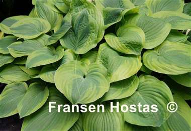 Hosta August Beauty