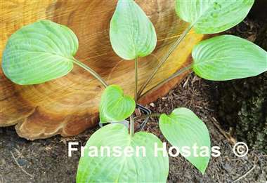 Hosta Aunt Jack