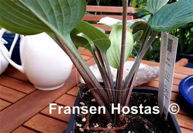 Hosta Aunt Jack