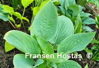 Hosta Aunt Jack