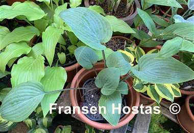 Hosta Aunt Jack
