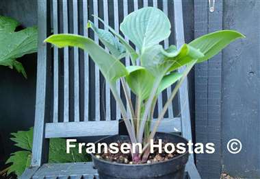 Hosta Aunt Jack