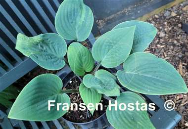 Hosta Aunt Jack