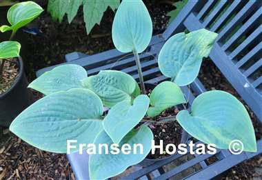 Hosta Aunt Jack