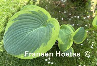 Hosta Aurora Borealis
