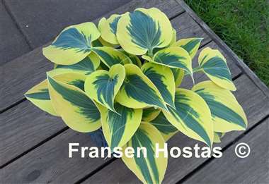 Hosta Autumn Frost