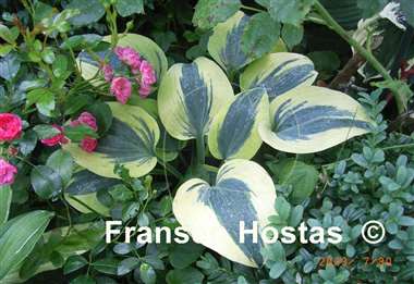 Hosta Autumn Frost