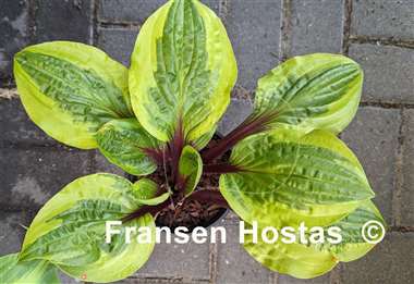 Hosta Avocado Toast