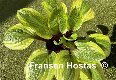 Hosta Avocado Toast