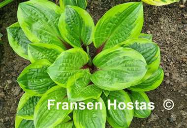 Hosta Avocado Toast