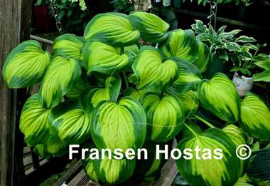 Hosta Avocado