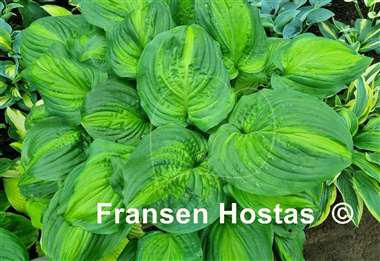 Hosta Avocado