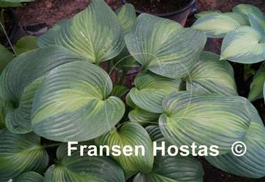 Hosta Avocado