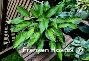 Hosta Ayesha