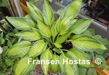 Hosta Ayesha