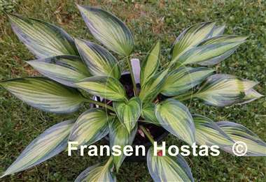 Hosta Ayesha