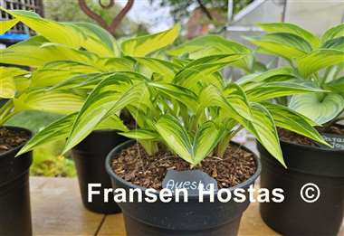 Hosta Ayesha