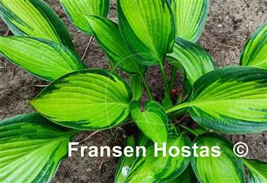 Hosta Ayesha