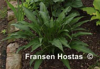 Hosta alismifolia