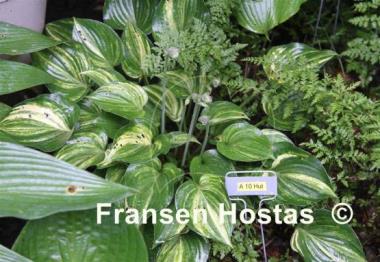 Hosta A 10 Hut