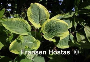 Hosta A Many-splendored Thing