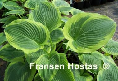 Hosta A Many-splendored Thing