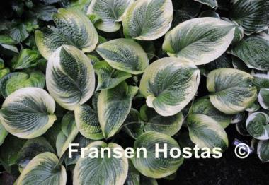 Hosta A Many-splendored Thing