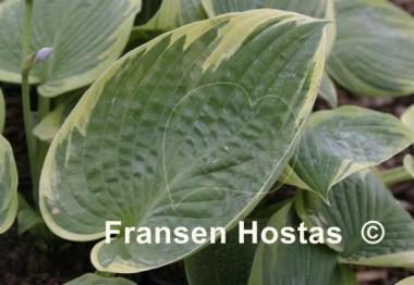 Hosta A Many-splendored Thing
