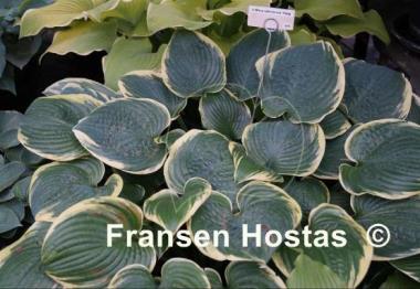 Hosta A Many-splendored Thing